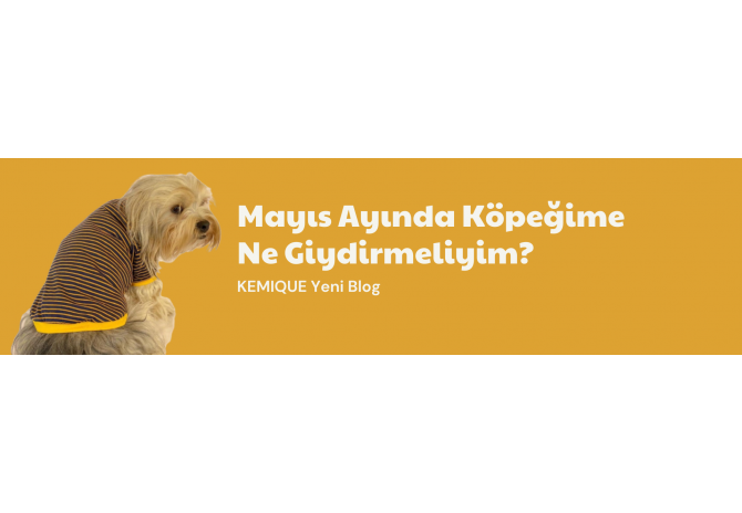 Mayıs Ayında Köpeklerinize Alaibleceğiniz Kıyafetler