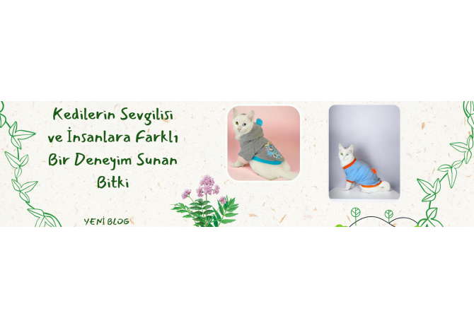 Kedi Otu: Kedilerin Sevgilisi ve İnsanlara Farklı Bir Deneyim Sunan Bitki