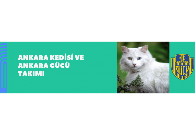 Ankara Kedisi Ve Ankaragücü Takımı