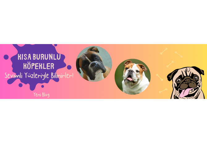 Kısa Burunlu Köpekler: Sevimli Yüzleriyle Bilinirler