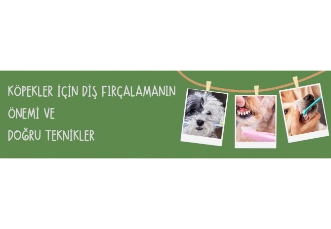 Köpekler İçin Diş Fırçalamanın Önemi ve Doğru Teknikler