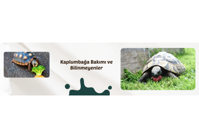 Doğanın Özgür Çocukları: Kaplumbağaların Eşsiz Dünyası