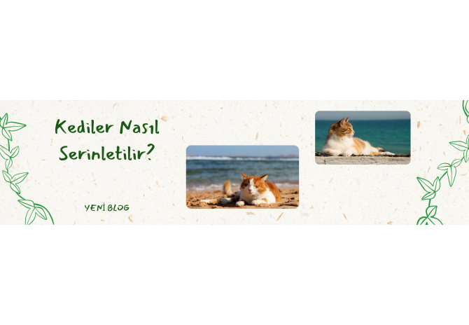 Kediler Nasıl Serinletilir?