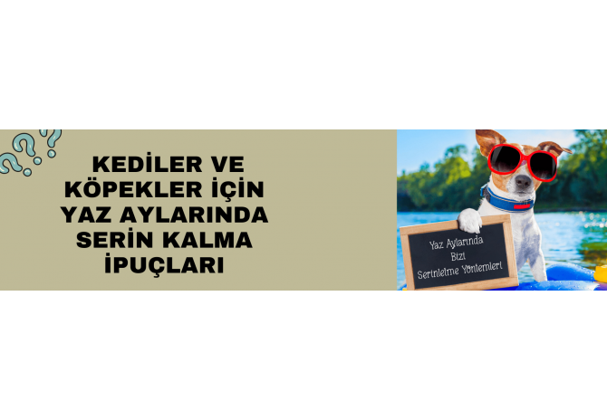  Kediler ve Köpekler İçin Yaz Aylarında Serin Kalma İpuçları