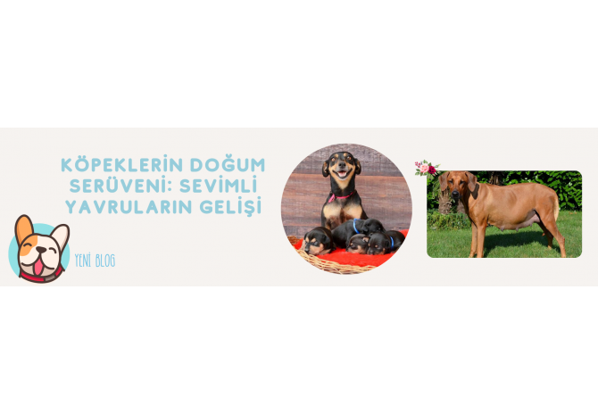 Köpeklerin Doğum Serüveni: Sevimli Yavruların Gelişi