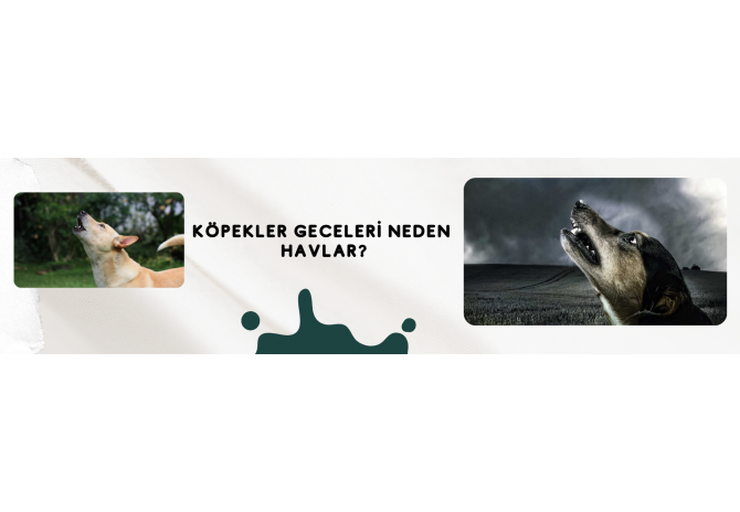 Köpekler Geceleri Neden Havlar?