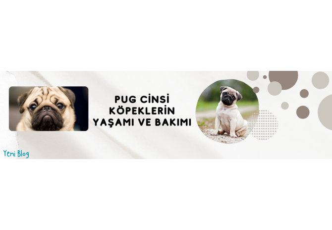 Pug Köpekleri: Sevimli Yüzlerin Ardındaki Yaşam ve Bakım Rehberi