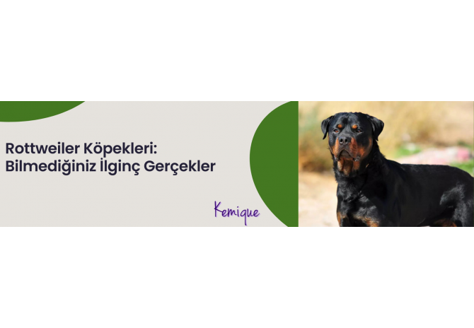 Rottweiler Köpekleri: Bilmediğiniz İlginç Gerçekler