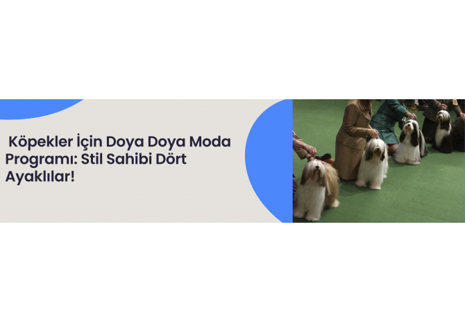  Köpekler İçin Doya Doya Moda Programı: Stil Sahibi Dört Ayaklılar!