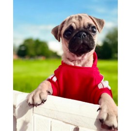 Red Adidog Kapşonlu Sweatshirt Köpek Kazağı